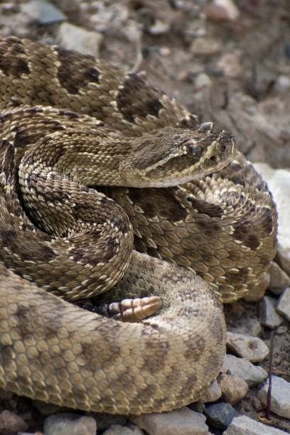 istock Rattlesnake - Reptile Snake Pattern Wild Animal 1297614347