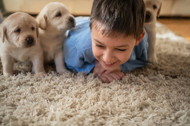 istock Cute boy playing with puppies at home 1297614416