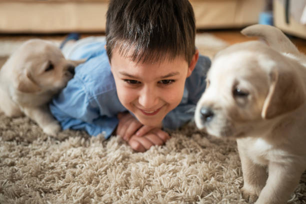 istock Cute boy playing with puppies at home 1297614483