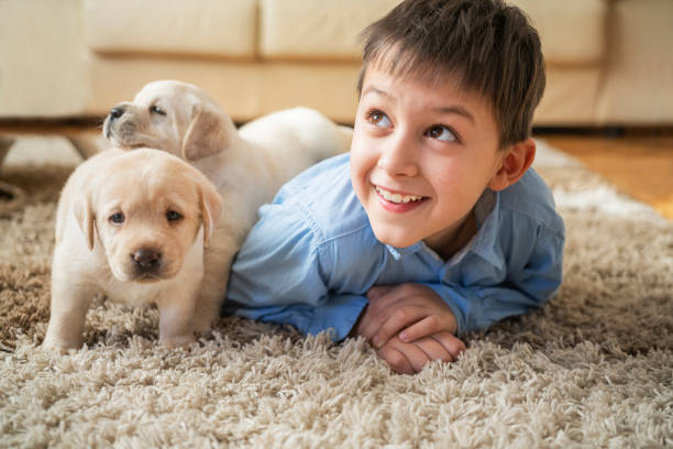istock Cute boy playing with puppies at home 1297614484