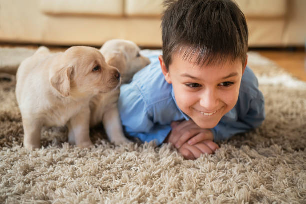 istock Cute boy playing with puppies at home 1297614501