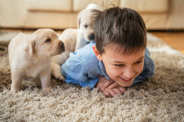 istock Cute boy playing with puppies at home 1297614559