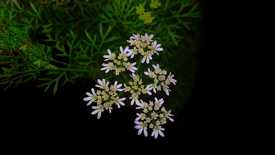 Close up Photography of coriander flower