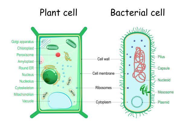 細菌や植物細胞。細胞構造の比較 - prokaryotic cell点のイラスト素材／クリップアート素材／マンガ素材／アイコン素材