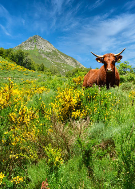 istock Volcano and Salers cow 1297616685
