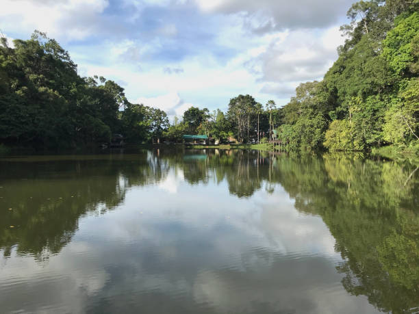 istock Landscape view at Rainforest Discovery Centre, RDC in Sepilok Borneo Malaysia 1297617721