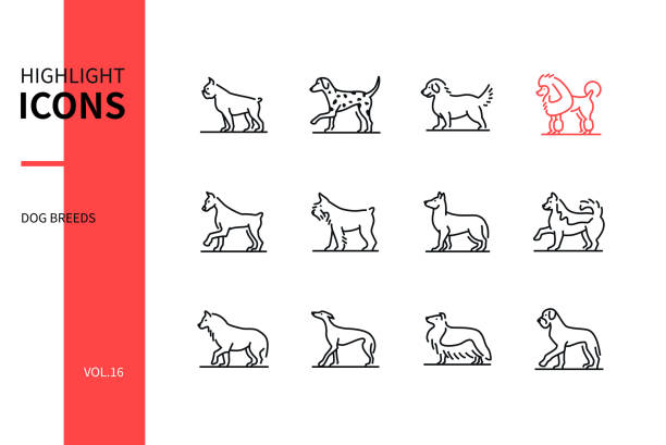 Dog breeds - modern line design style icons set Dog breeds - modern line design style icons set. Various pets collection. Boxer, dalmatian, retriever, poodle, doberman, giant schnauzer, shepherd, laika, husky, greyhound, collie, german mastiff schnauzer stock illustrations