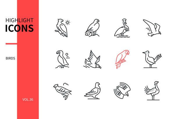 ilustrações, clipart, desenhos animados e ícones de espécies de aves - ícones modernos de estilo de design de linha definidos - roadrunner