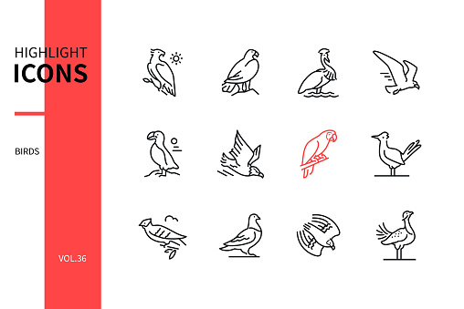 Bird species - modern line design style icons set. Black and white images. Martial, bald and golden eagle, black crowned crane, gull, puffin, ara, greater roadrunner, great spotted cuckoo, falcon