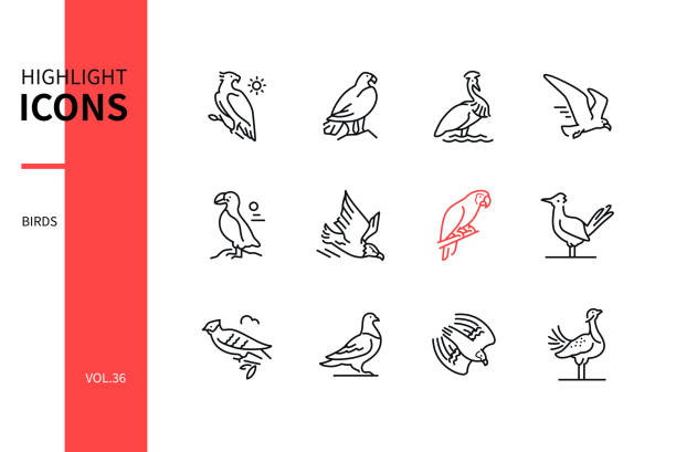 Bird species - modern line design style icons set Bird species - modern line design style icons set. Black and white images. Martial, bald and golden eagle, black crowned crane, gull, puffin, ara, greater roadrunner, great spotted cuckoo, falcon puffin stock illustrations