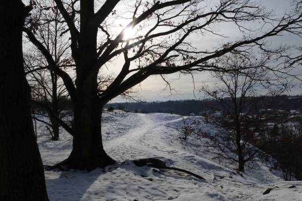 istock Forest park under lot of snow 1297618215