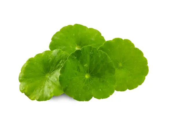 Photo of Gotu kola