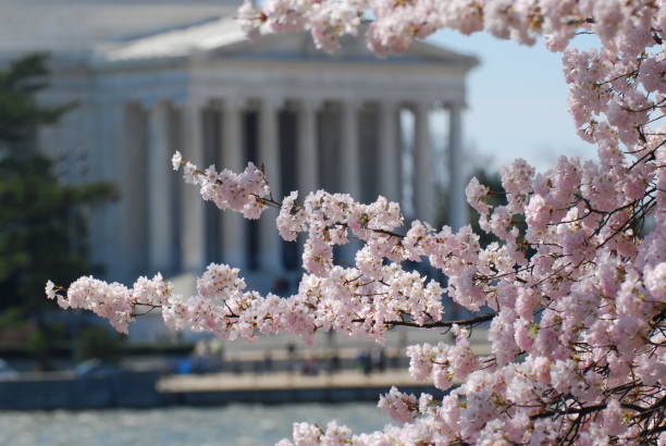 istock Cherry Blossoms with Jefferson Memorial 1297618970