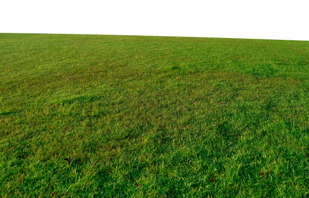 Green grass field isolated on white background with clipping path.