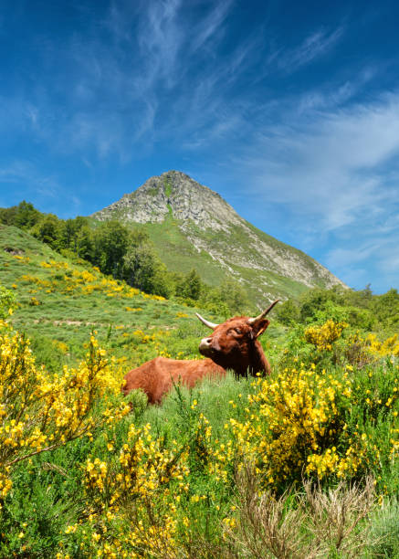 Volcano and Salers cow