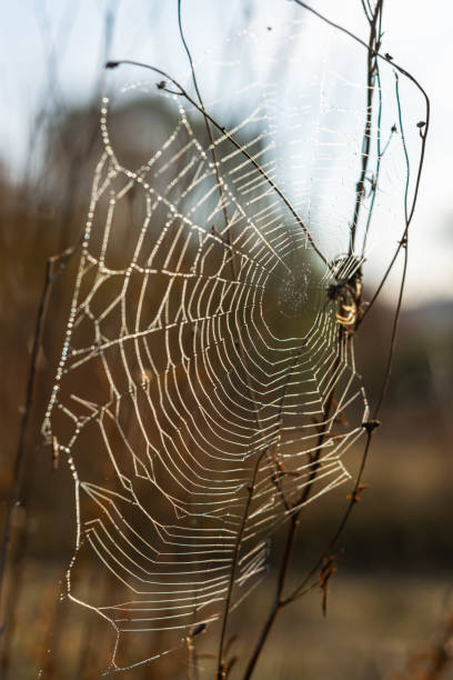 istock Background of the threads of a spider web with dew drops. Web macro 1297619632