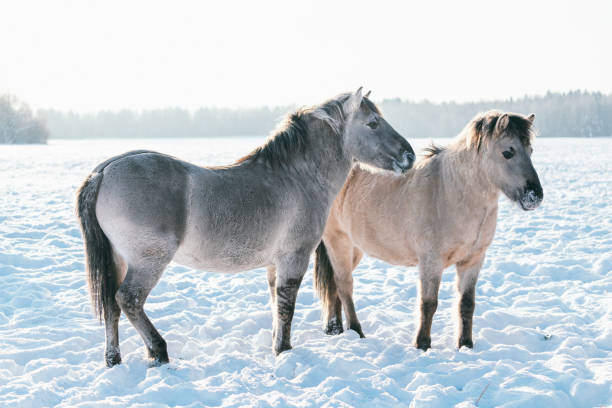 istock Two thoroughbred gray horses in winter forest. 1297620487