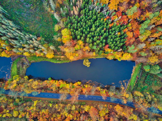 Aerial view directly over a deciduous forest in autumn.