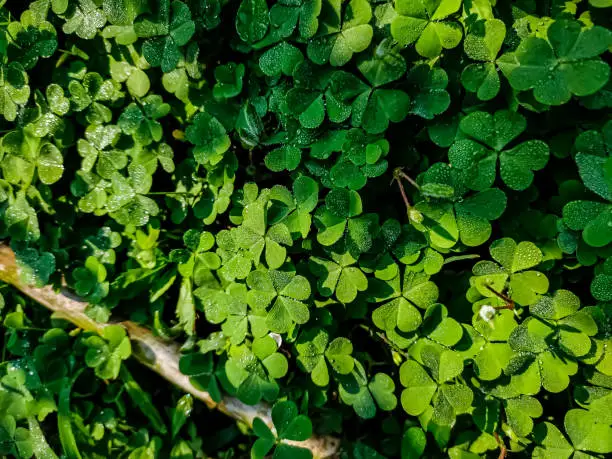 Photo of Oxalis corniculata, the creeping woodsorrel, resembles the common yellow woodsorrel, Oxalis stricta. It is a somewhat delicate-appearing, low-growing, herbaceous plant in the family Oxalidaceae.