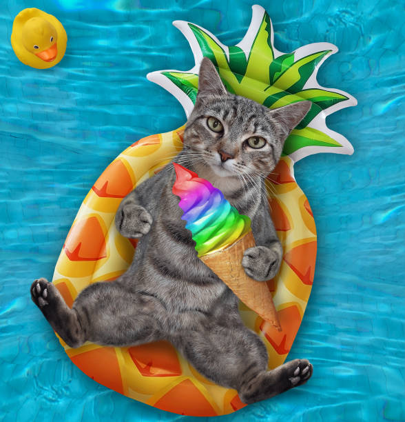istock Cat gray in pool on inflatable pineapple 1297620758
