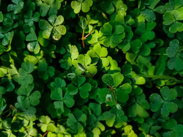 Photo of Oxalis corniculata, the creeping woodsorrel, resembles the common yellow woodsorrel, Oxalis stricta. It is a somewhat delicate-appearing, low-growing, herbaceous plant in the family Oxalidaceae.