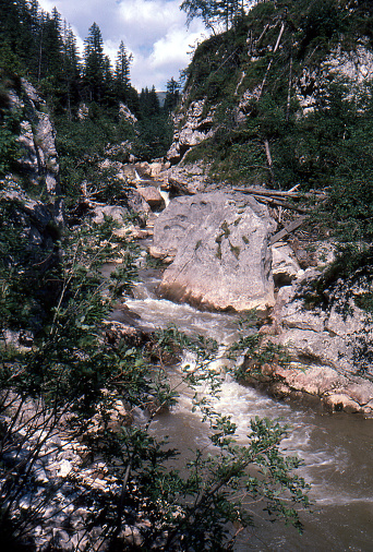 rapids on a river in a forest