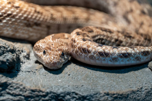 Spalerosophis diadema, known commonly as the diadem snake and the royal snake close up on the rocks at night in the middle east or north africa. stock photo