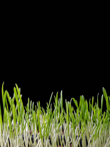 grassprossen (gerste) isoliert auf schwarzem hintergrund, vertikale ansicht, kopierraum. - barley grass seedling green stock-fotos und bilder