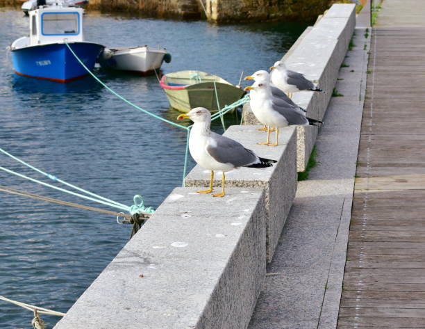 istock Seagulls in a galician harbor. Galicia, Spain. 1297623510