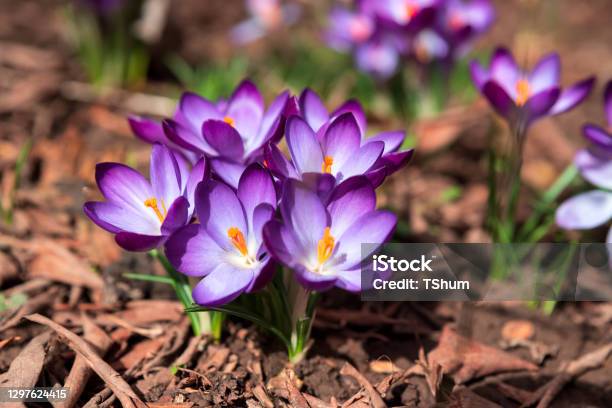 Closeup Blooming Purple Crocus Flowers On Meadow Under Sun Beams In Spring Time Beautiful Spring Background Selective Focus Stock Photo - Download Image Now