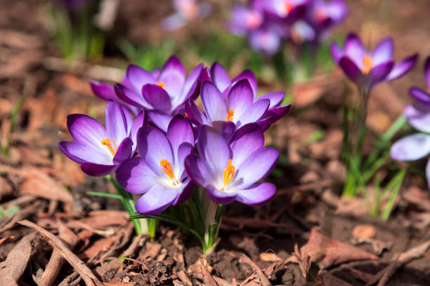 feche-se florescendo flores de açafrão roxo no prado sob raios solares na primavera. belo fundo de primavera. foco seletivo - crocus blooming flower head temperate flower - fotografias e filmes do acervo