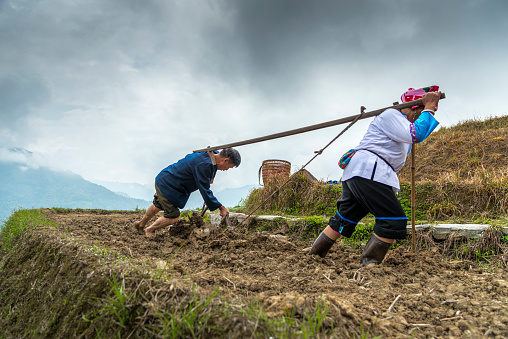 Rice farmer couple ploughing his field on in LongSheng mountains in springtime