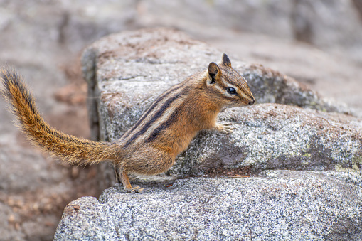 A small chipmunk, sitting on a rock, in the Utah Rocky Mountains, eats a nut.