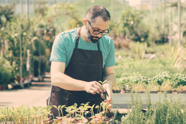 istock Focused professional gardener repotting sprouts 1297625678