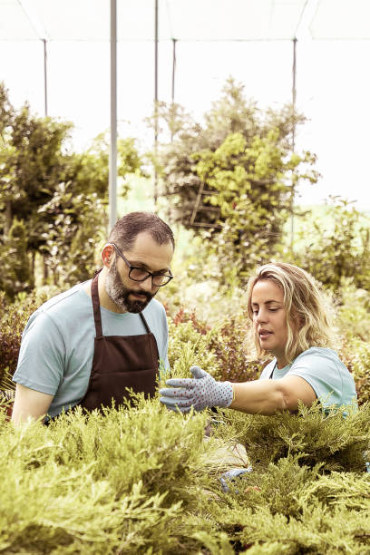 two gardeners checking coniferous plants in pots - photography gray hair farmer professional occupation imagens e fotografias de stock
