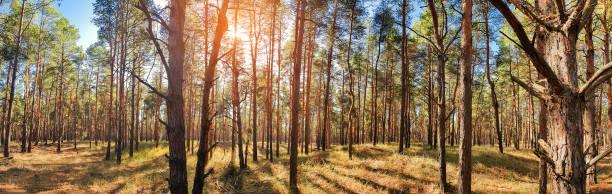 istock Forest panorama with sunset light. Advertising banner. Banner ad. 1297626981