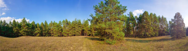 istock Forest panorama with blue sky. Advertising banner. Banner ad. 1297627036