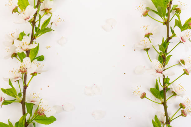 istock The plum blossom is the flower representing the early spring 1297627140
