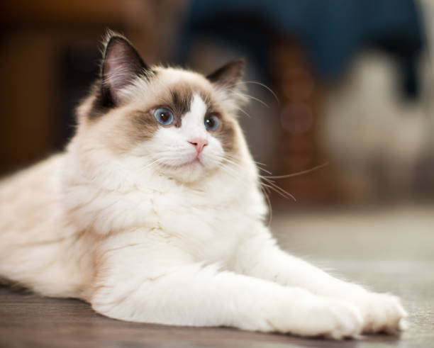 istock Beautiful young white purebred Ragdoll cat with blue eyes 1297627610