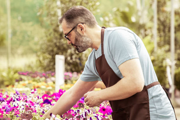 istock Grey-haired man working with plants in pot in greenhouse 1297627660