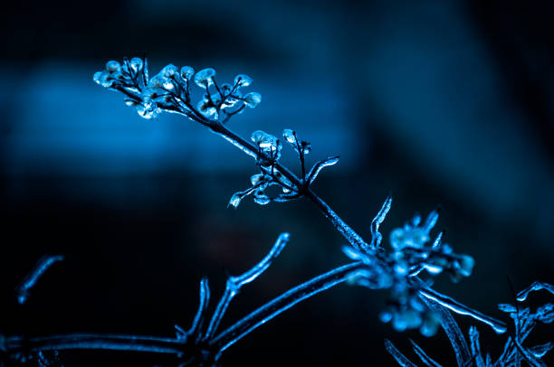 Frozen white wild carrot flowers. black background, pattern texture for design.