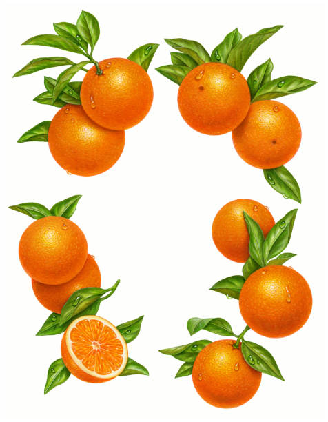 Orange Border An illustration of oranges, leaves, and branches in a border-like format. fruit borders stock illustrations