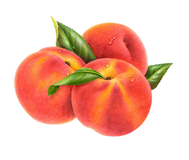 ilustrações, clipart, desenhos animados e ícones de peches 2 - nectarine