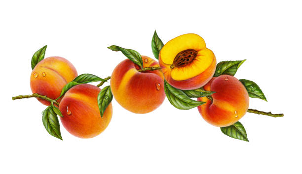 Peaches on Branch An illustration of four whole peaches and a cut half with a pit showing. They are still attached to a branch and surrounded by leaves. peach stock illustrations