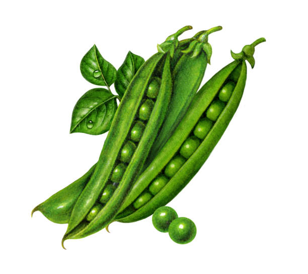 ilustrações de stock, clip art, desenhos animados e ícones de pea pod group - green pea pea pod vegetable freshness
