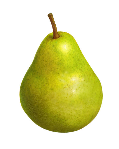 Pear Bartlett A illustration of an upright Bartlett pear. bartlett pear stock illustrations