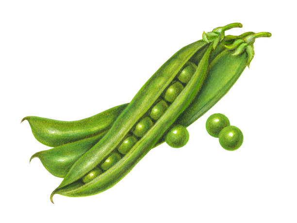 ilustrações de stock, clip art, desenhos animados e ícones de pea pods - green pea illustrations