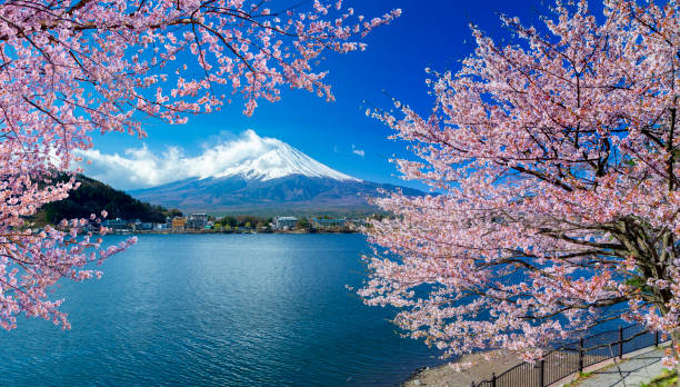 monte fuji e ciliegio - lago kawaguchi foto e immagini stock