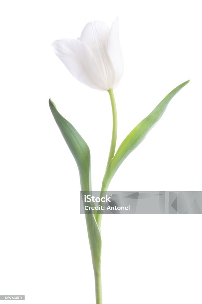 White Tulips isolated on white background. Tulip Stock Photo