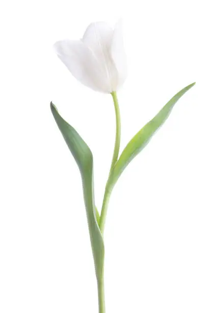 Photo of White Tulips isolated on white background.